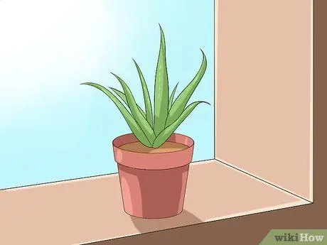 Cuide da sua planta de Aloe Vera, etapa 1