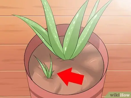 Cuide su planta de aloe vera Paso 9