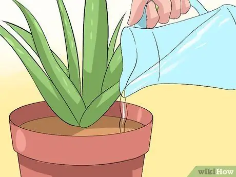 Cuide da sua planta de Aloe Vera, etapa 2