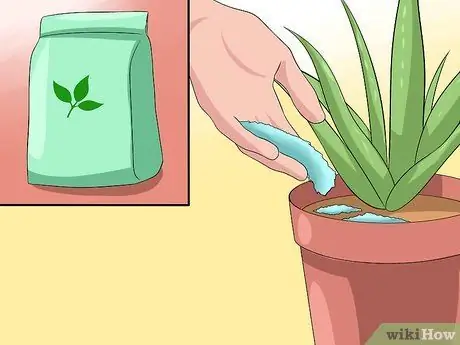 Cuide su planta de aloe vera Paso 3