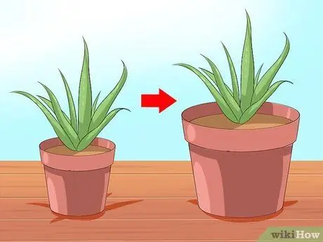 Cuide da sua planta de Aloe Vera, etapa 4