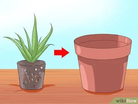 Cuide da sua planta de Aloe Vera, etapa 6