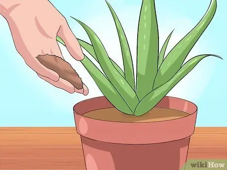 Care for Your Aloe Vera Plant Step 7