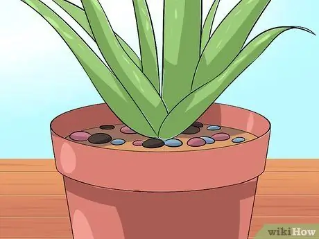 Care for Your Aloe Vera Plant Step 8