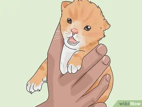 Tell How Old a Kitten Is Step 4