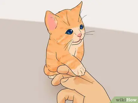 Tell How Old a Kitten Is Step 9