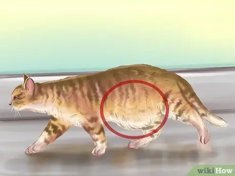 Identify Worms in a Cat Step 1