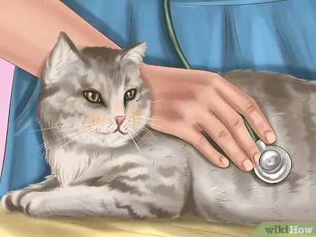 Identify Worms in a Cat Step 13