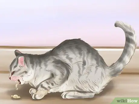 Identify Worms in a Cat Step 4