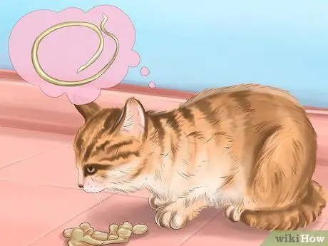 Identify Worms in a Cat Step 6