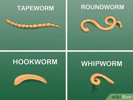 Identify Worms in a Cat Step 8