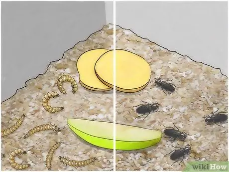 Saib xyuas Mealworms Kauj Ruam 8