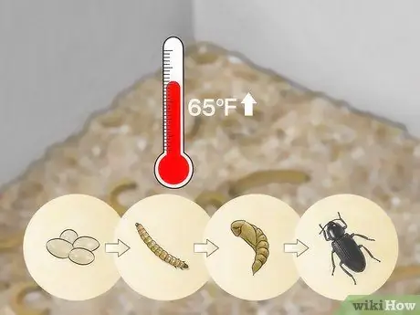 Care for Mealworms Step 9