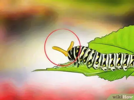 Identifikujte Caterpillar Krok 4