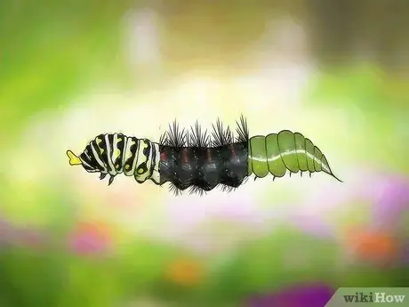 Caterpillar 5 қадамын анықтаңыз