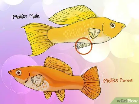 Tell if Your Fish Is Having Babies Step 2