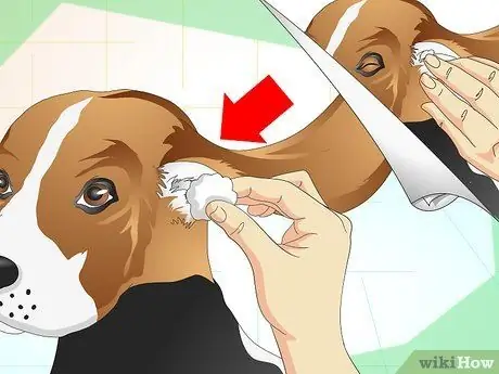 Heal Ear Infections in Dogs Step 15