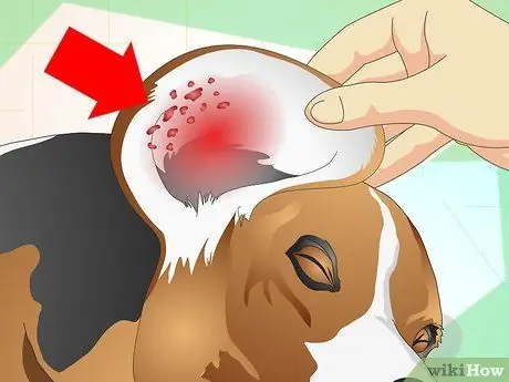 Curar infecções de ouvido em cães, etapa 5