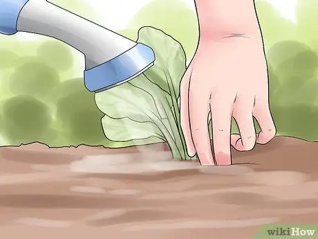 Choose the Best Time for Watering the Garden Step 4