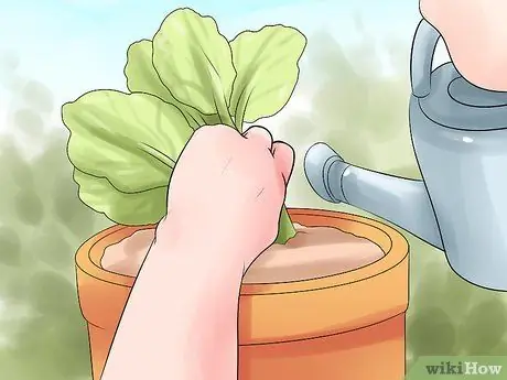 Choose the Best Time for Watering the Garden Step 5