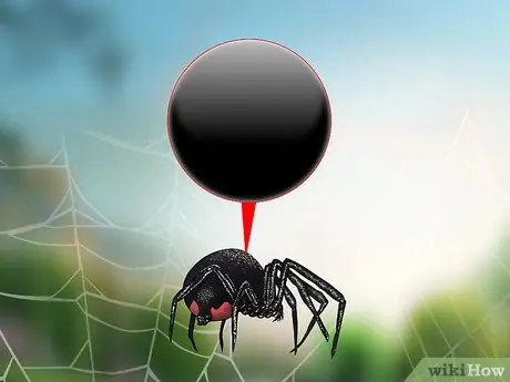 Բացահայտեք Black Widow Spider Քայլ 2