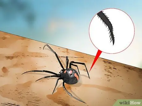 Identify a Black Widow Spider Step 4