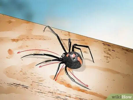 Identifizieren Sie eine Black Widow Spider Schritt 5