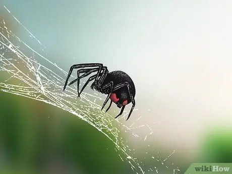 Identificar una araña viuda negra Paso 8