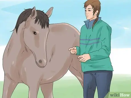 Approach Your Horse Step 5