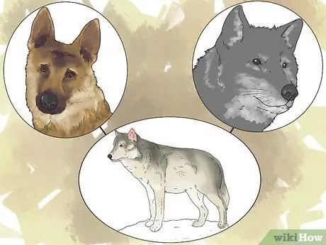 Tener una mascota lobo Paso 1