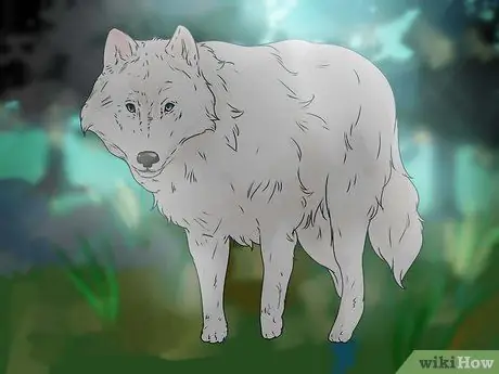 Sajátos Pet Wolf 4. lépés