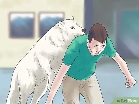 Tener una mascota lobo Paso 7