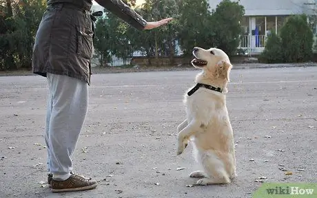 Bëhuni një prezantues i trainerëve të qenve