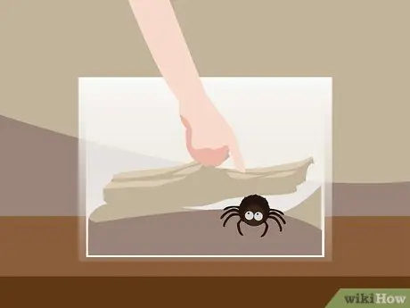 Overcome the Fear of Spiders Step 07