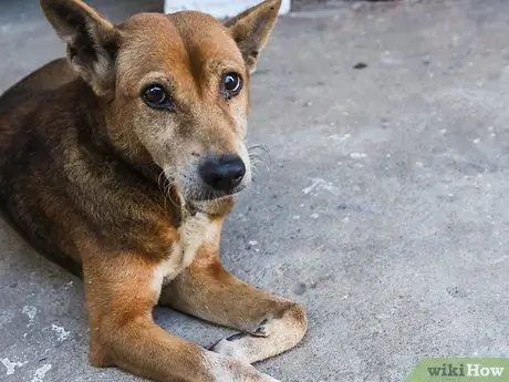 Naredite fotoesej 10. korak