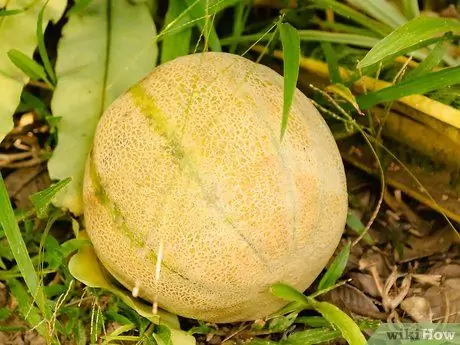 Moden en Cantaloupe Trinn 1