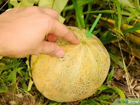 Cantaloupe pishirib 2 -qadam