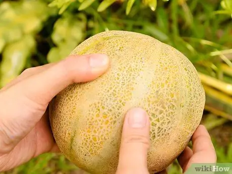 Madurar un melón Paso 3