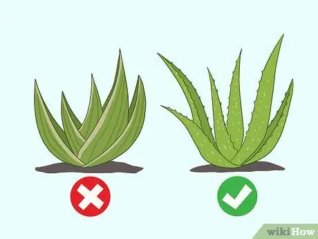 Gunakan Gel Aloe Vera di Muka Anda Langkah 10