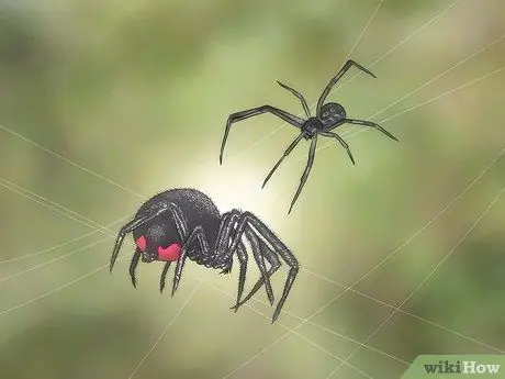 Identify and Treat Black Widow Spider Bites Step 10