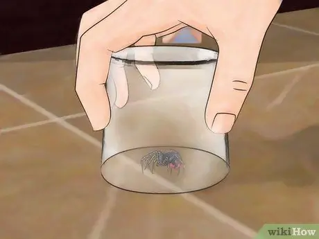 Identify and Treat Black Widow Spider Bites Step 2