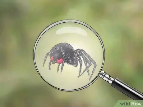 Identify and Treat Black Widow Spider Bites Step 7