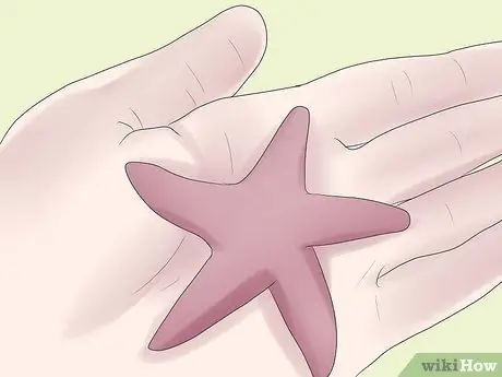 Conservar una estrella de mar para decorar Paso 6