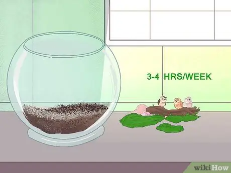 Gumawa ng Moss Terrariums Hakbang 20