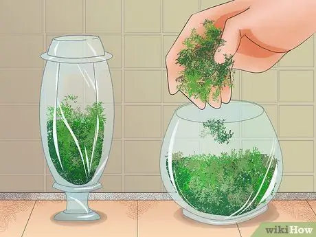 Gumawa ng Moss Terrariums Hakbang 3