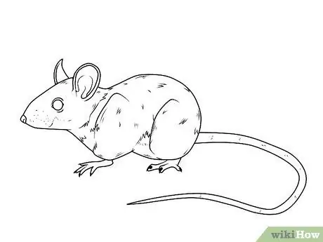 Draw a Mouse Step 14