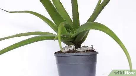 Aloe Veran istutus Vaihe 11