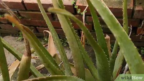 Planta de Aloe Vera Paso 12