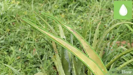 Plant Aloe Vera Trin 13