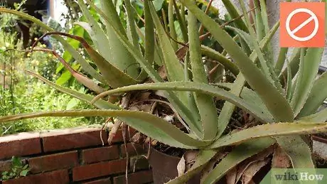 Plant Aloe Vera Stap 14